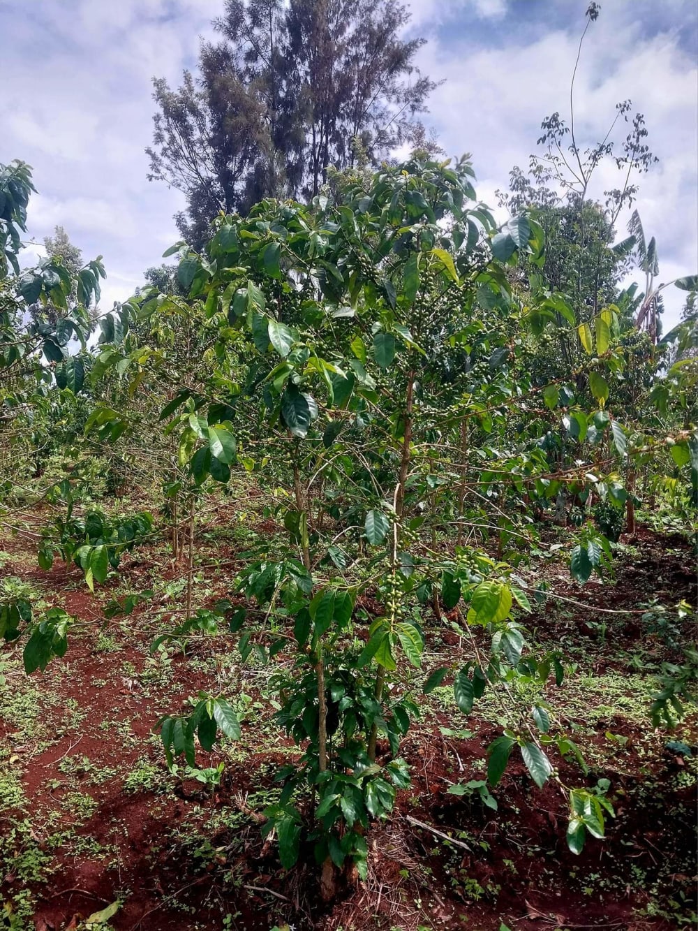 Land for sale in Ruiru, Githunguri