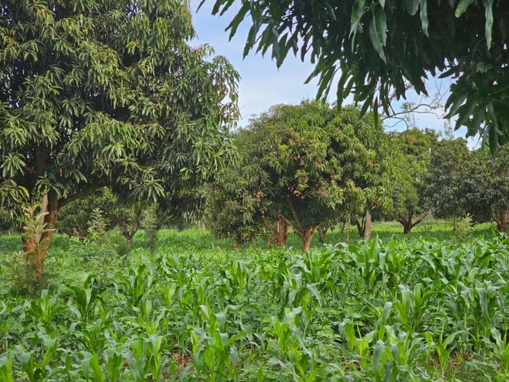 Land for sale in Makutano 