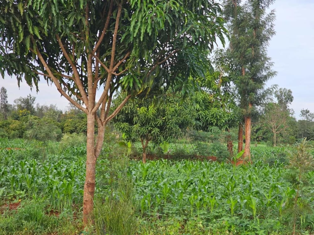 Land for sale in Makutano 