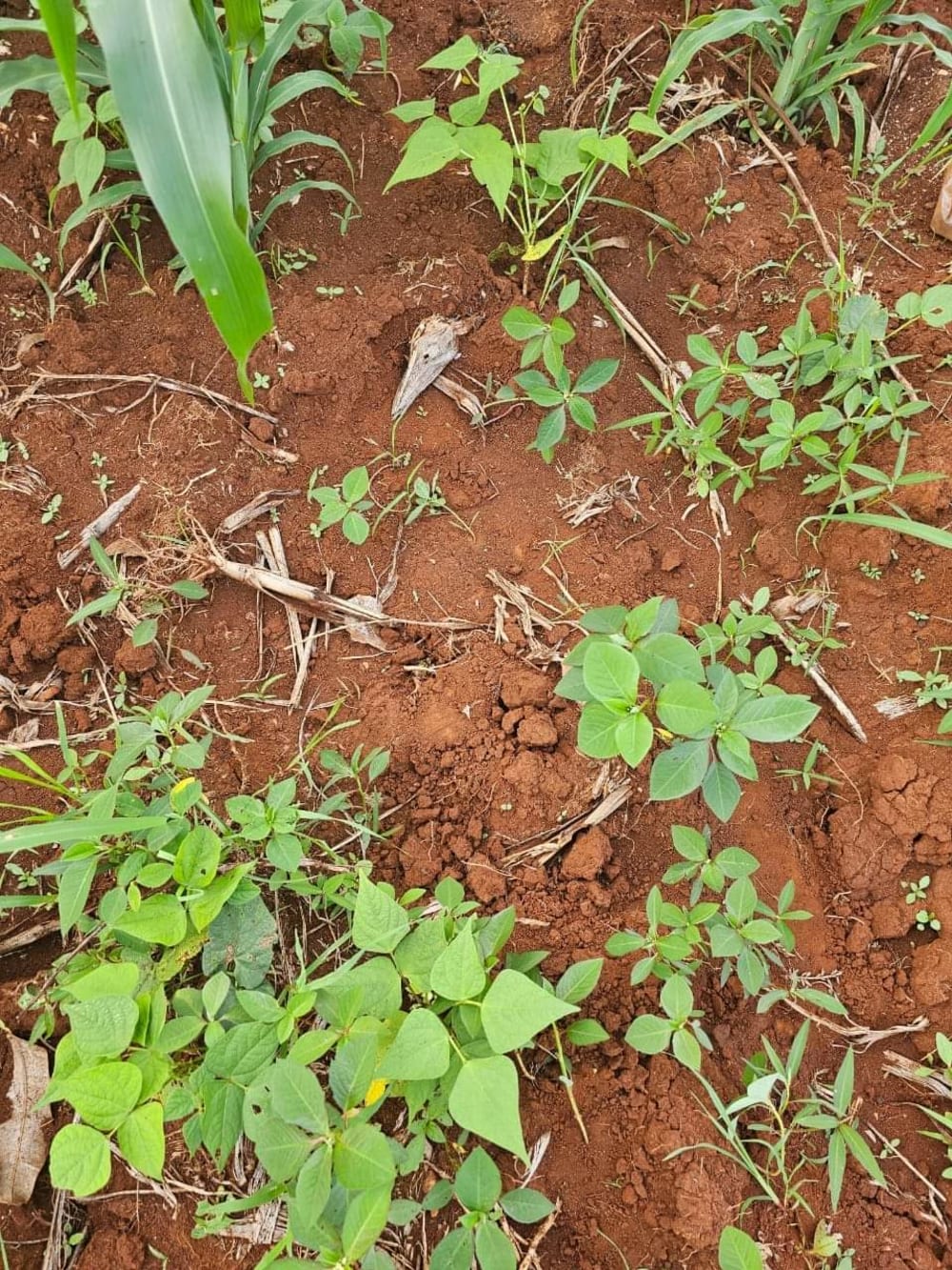 Land for sale in Makutano 