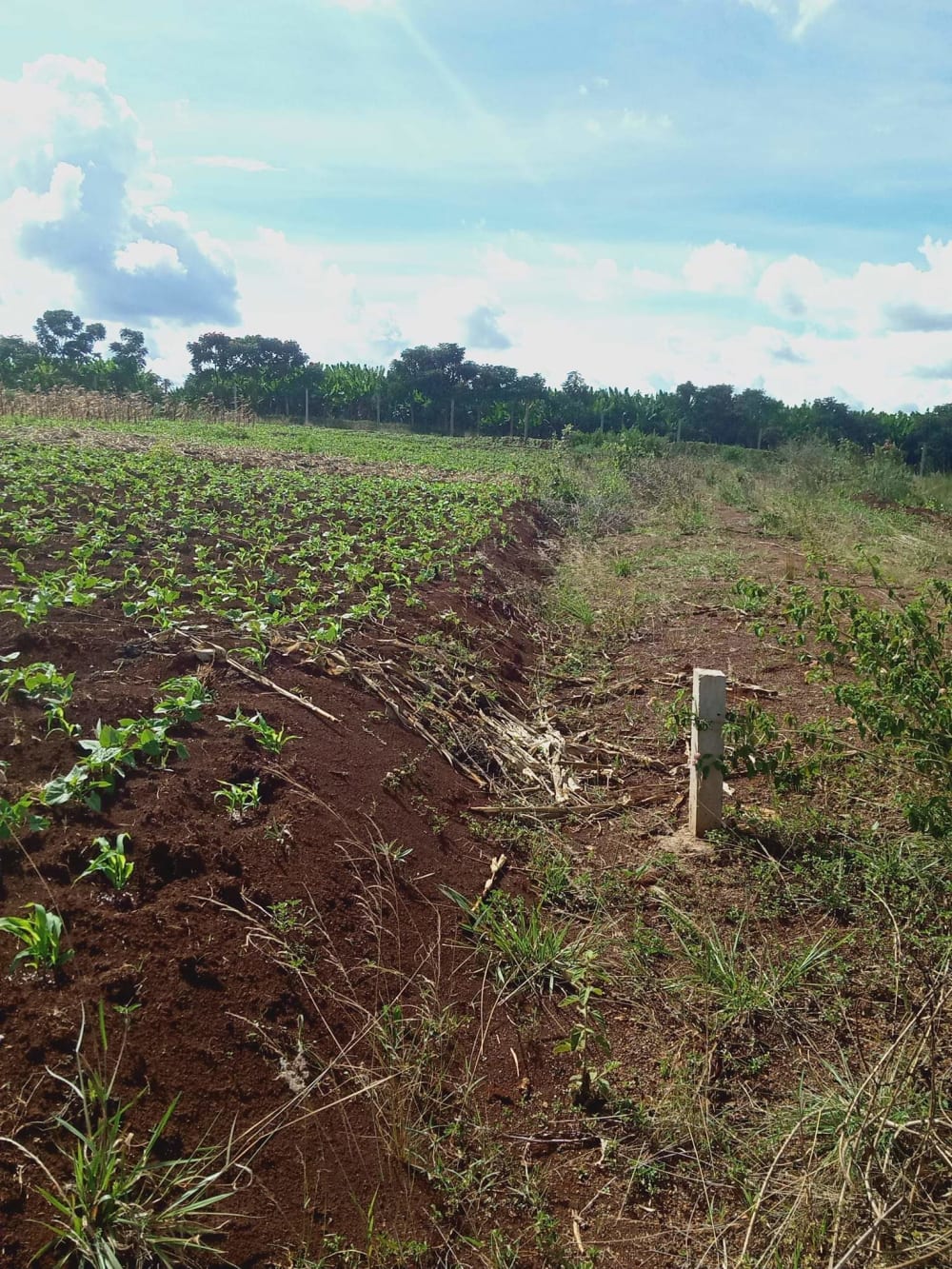 Land for sale in Thika Greens, Kenol