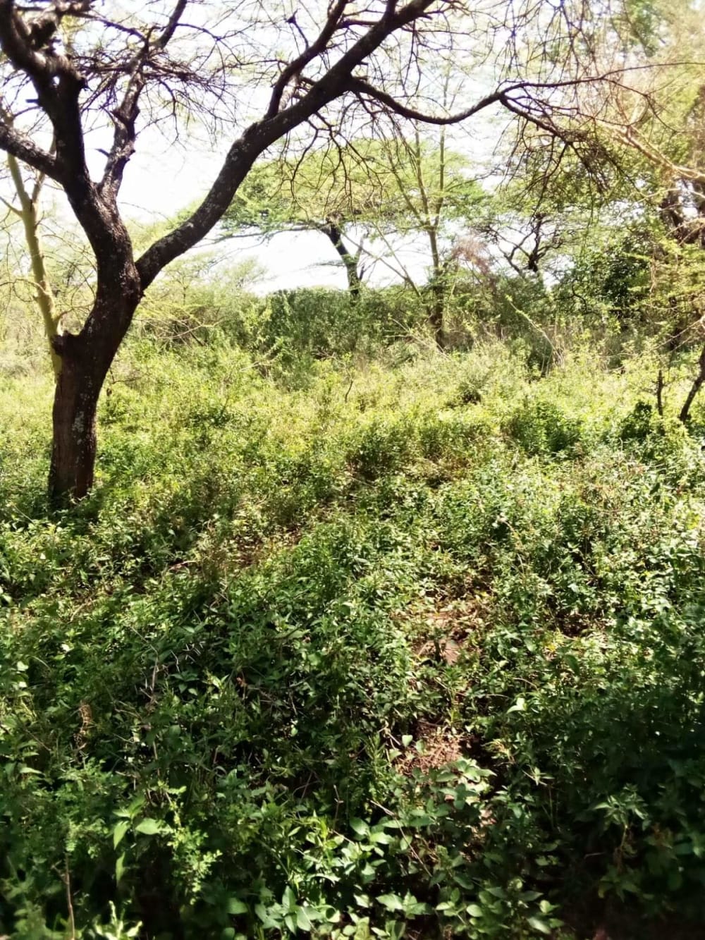 Land for sale in Kajiado Acres 