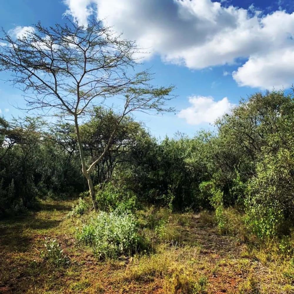 Land for sale in Kajiado Acres 