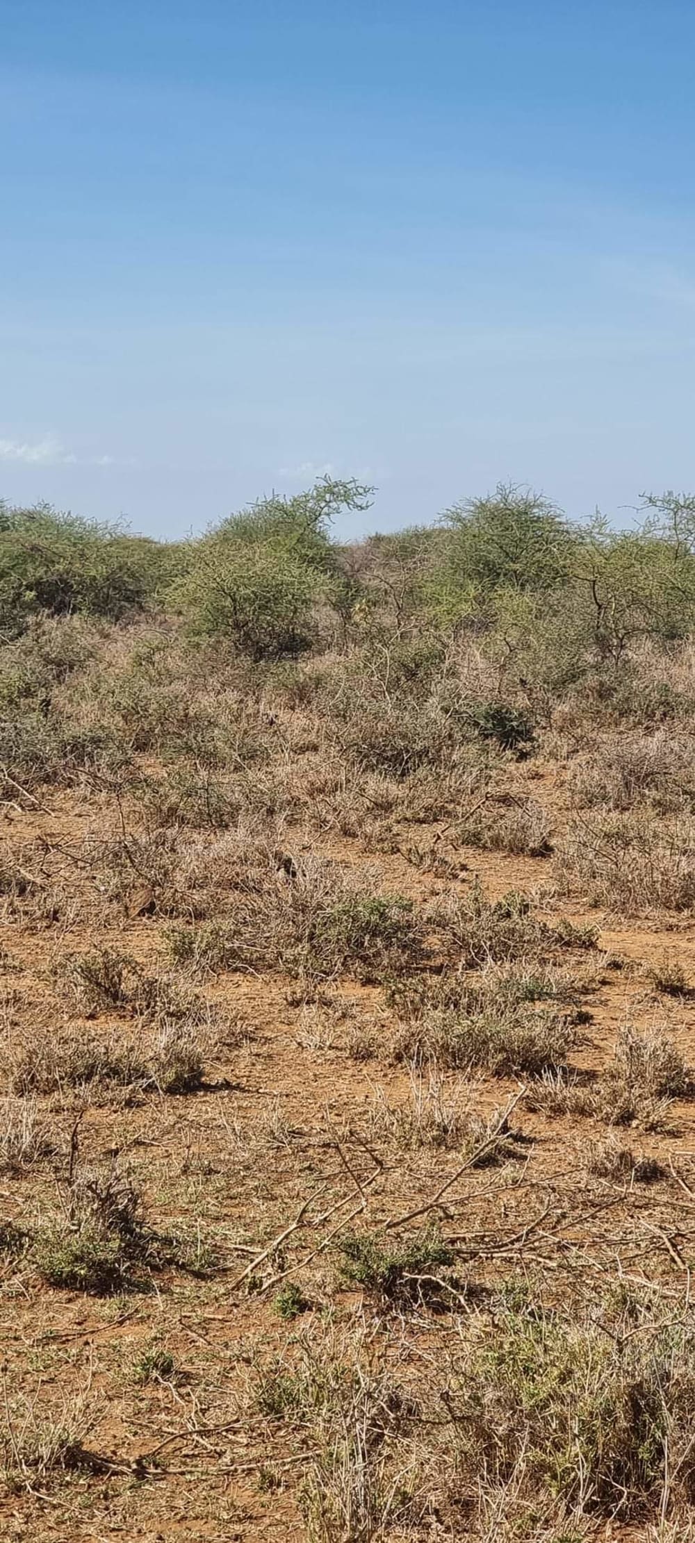 Land for sale in Kajiado Acres 