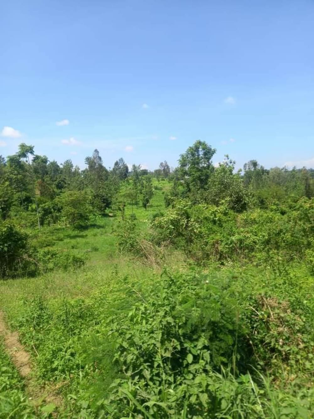 Land for sale in Oletepesi, Tinga