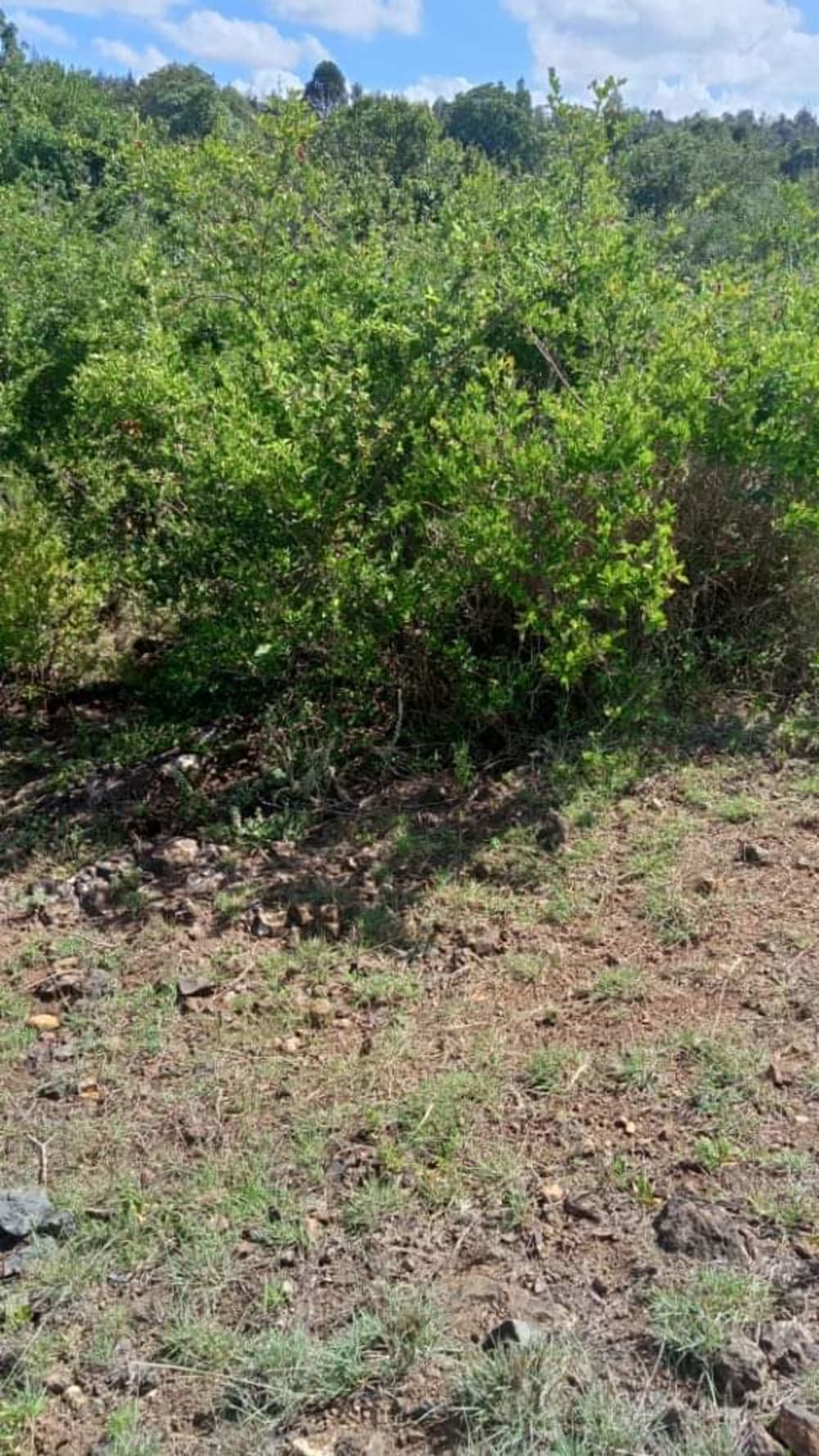 Land for sale in Nanyuki