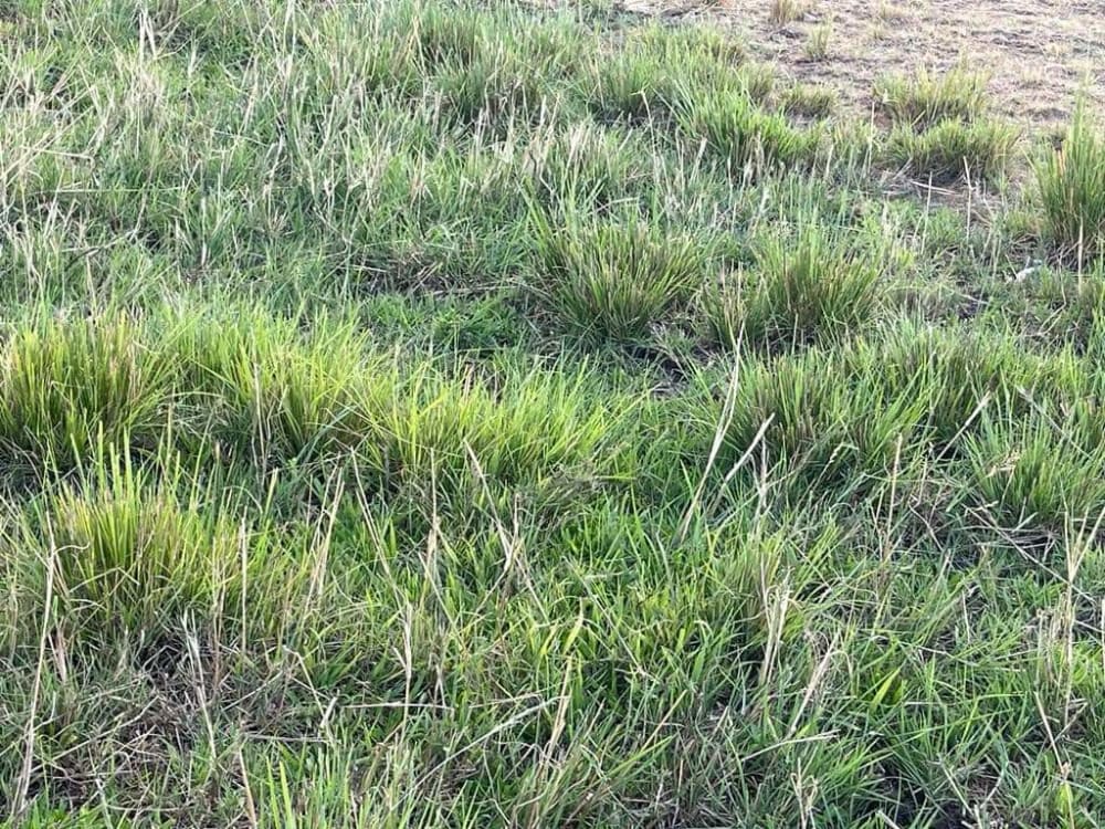 Land for sale in Thika