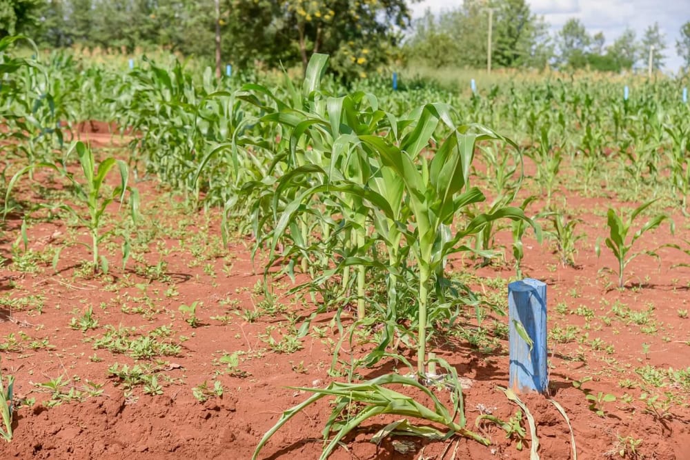 Land for sale in Makutano 