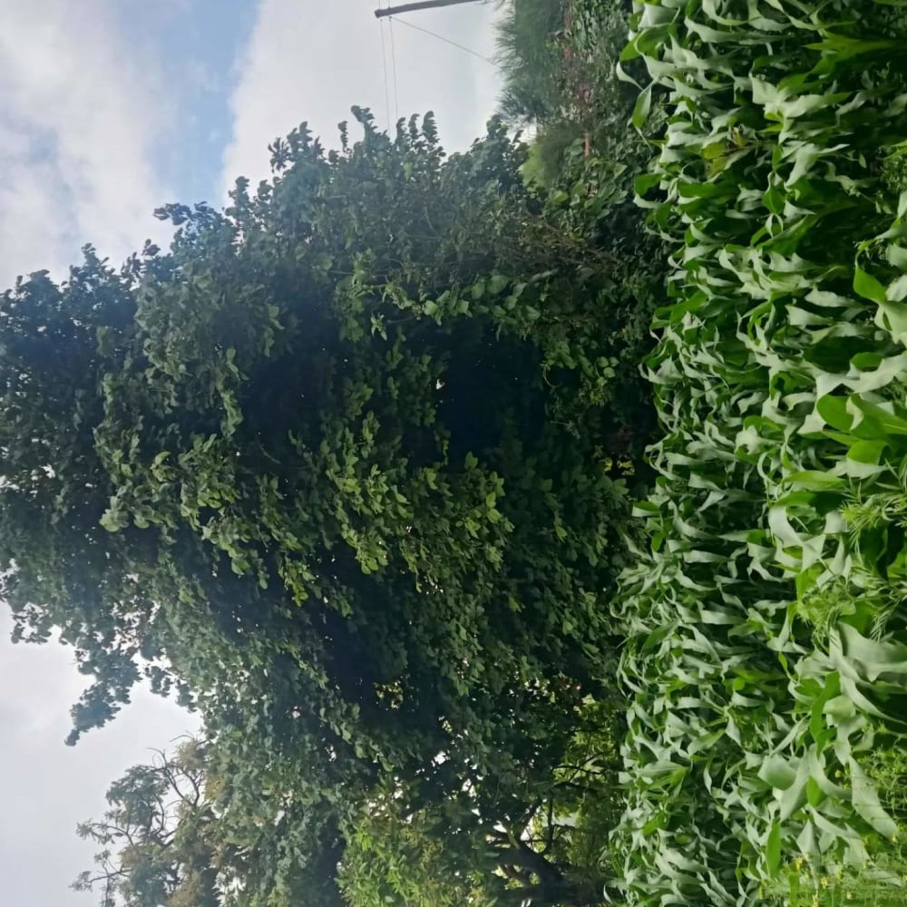 Land for sale in Kikuyu 