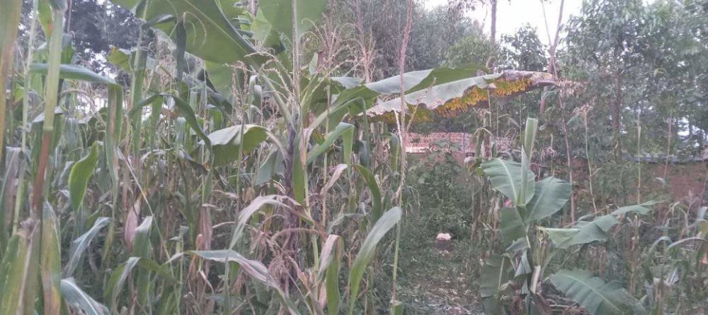 Land for sale in Mabanga 