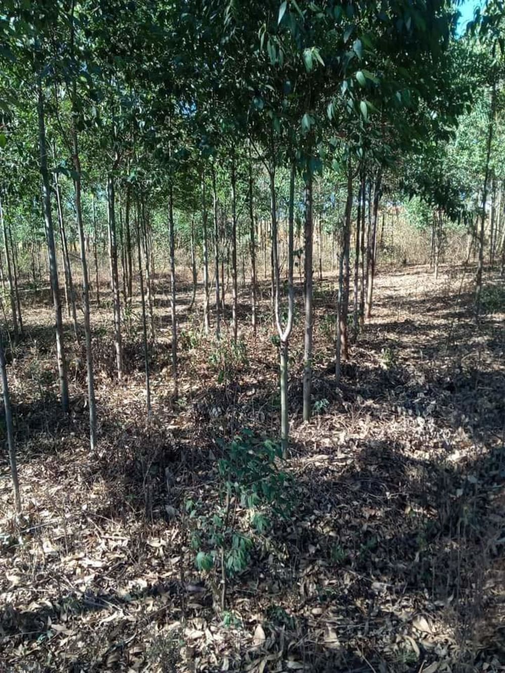 Land for sale in Nduma