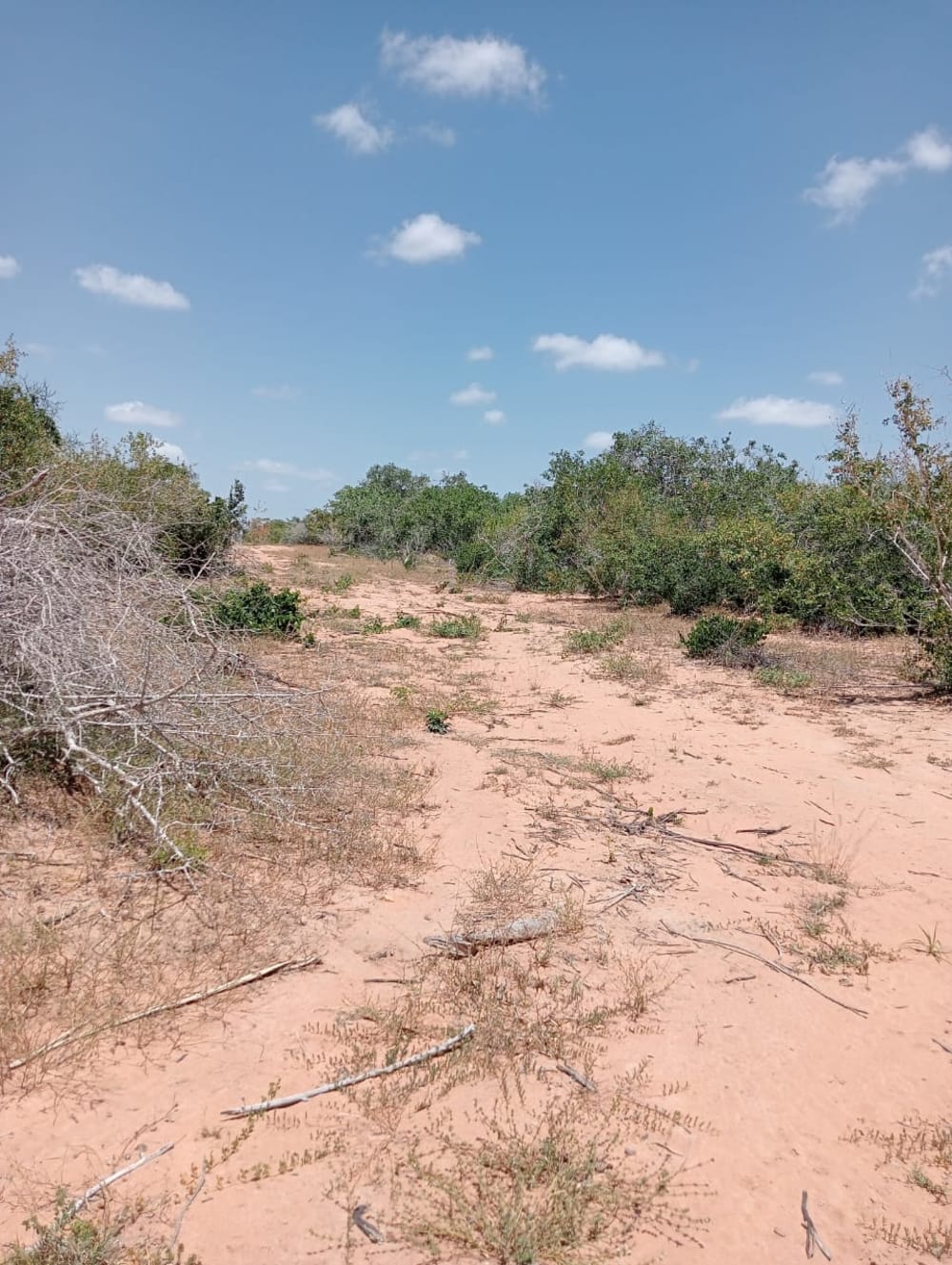 Land for sale in Msumarini