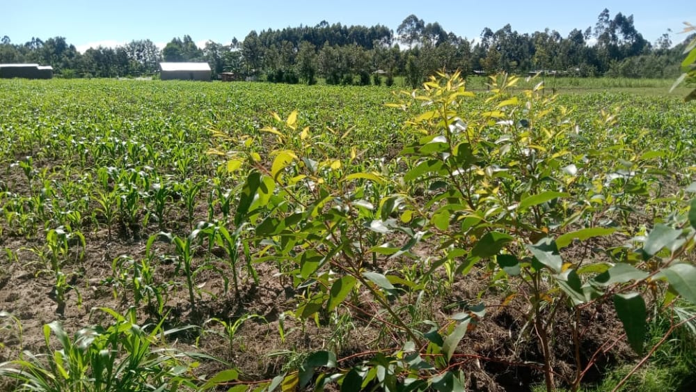 Land for sale in Bukembe, Bungoma 