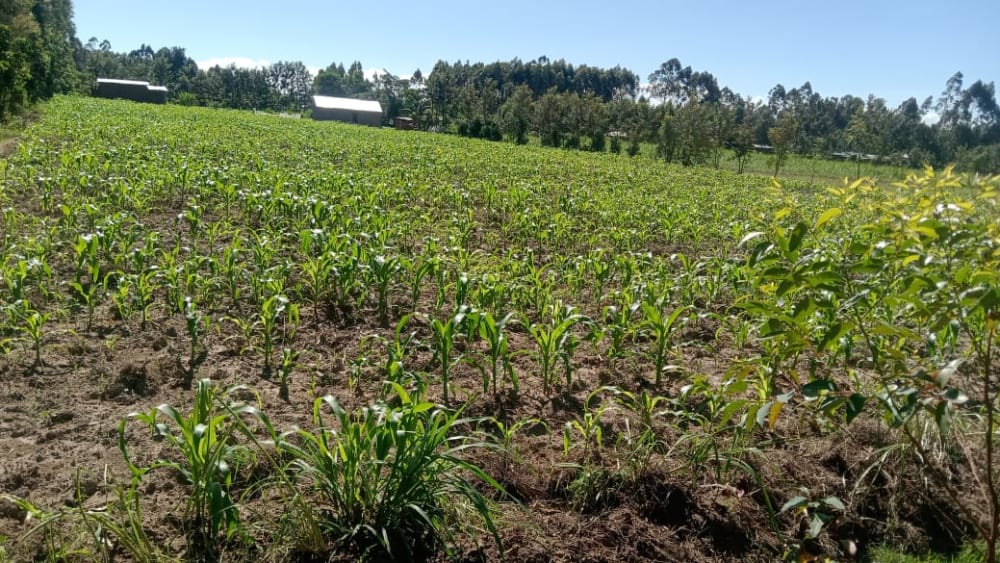 Land for sale in Bukembe, Bungoma 
