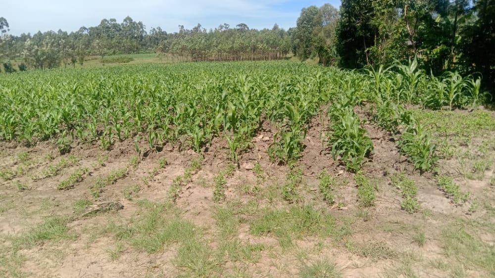 Land for sale in Bukembe, Bungoma 