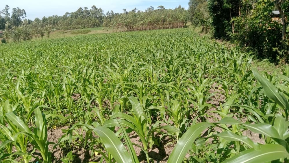 Land for sale in Bukembe, Bungoma 