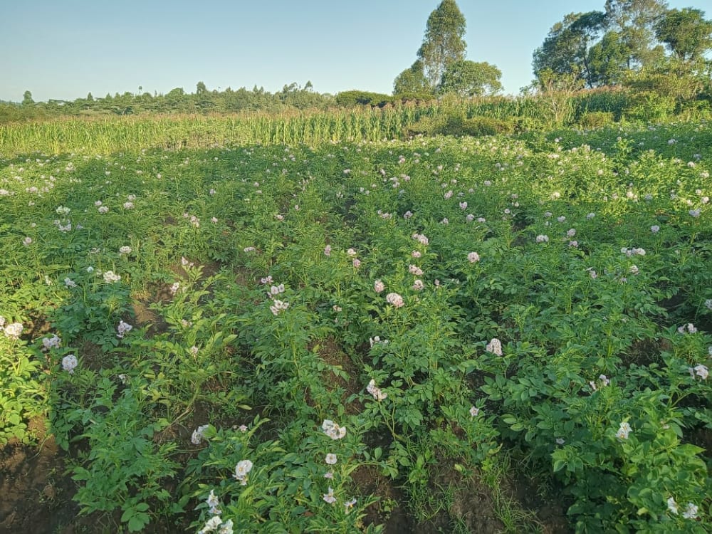 Land for sale in Kesses