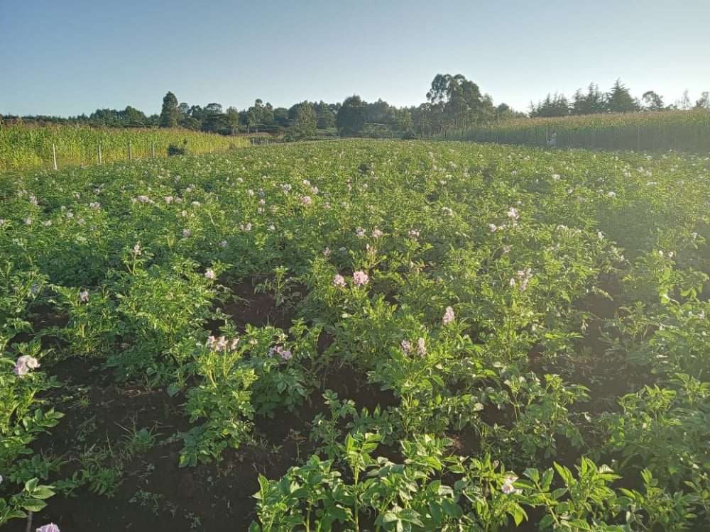 Land for sale in Kesses