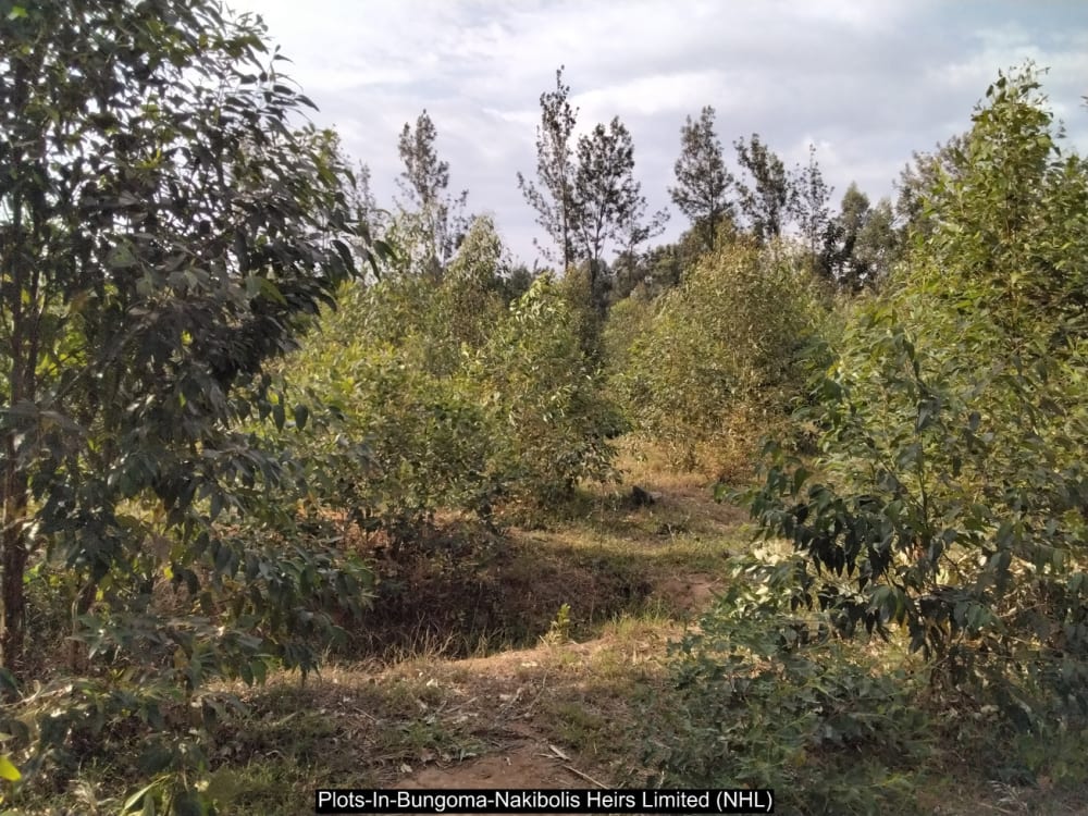 Land for sale in Bungoma