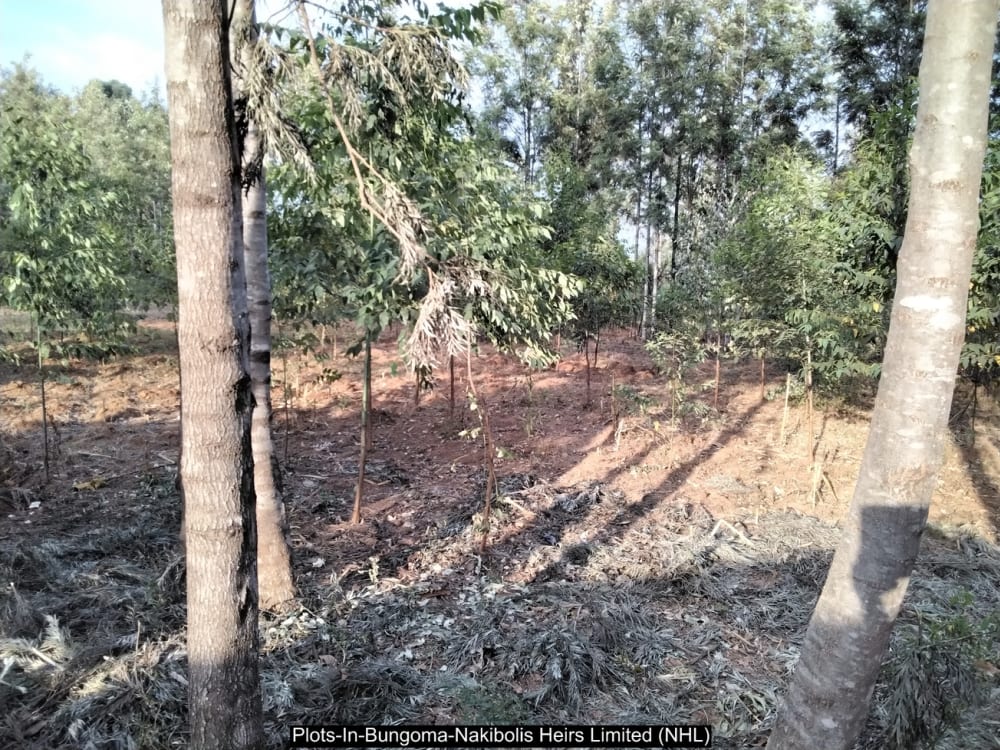 Land for sale in Bungoma