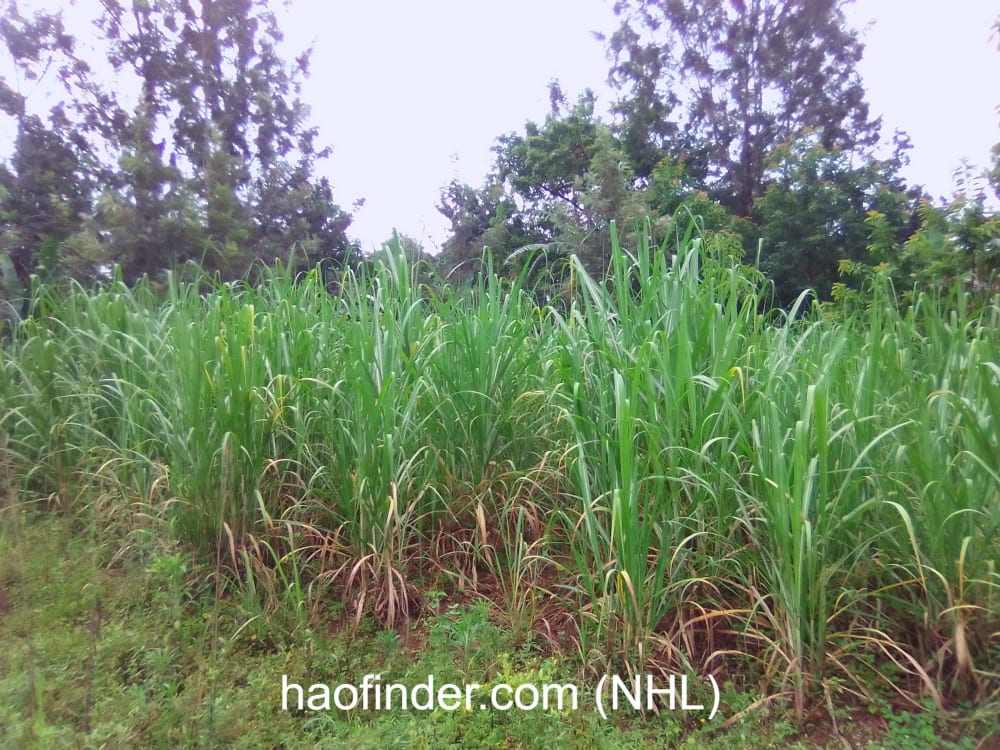 Land for sale in Bungoma Ndengelwa