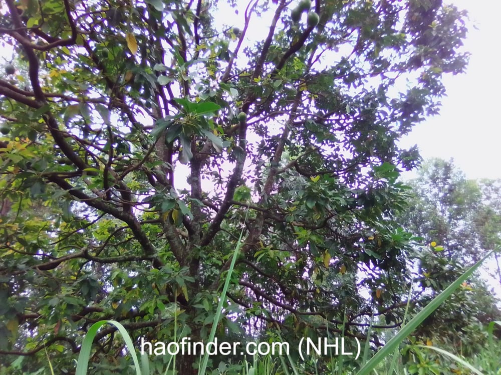 Land for sale in Bungoma Ndengelwa