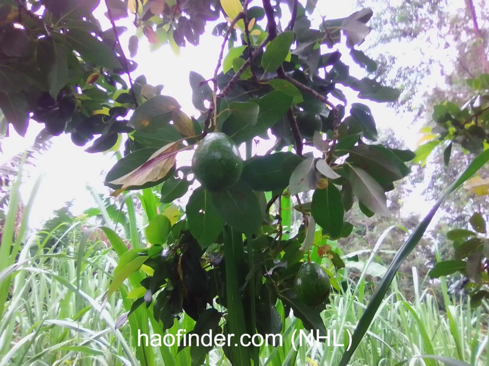 Land for sale in Bungoma Ndengelwa