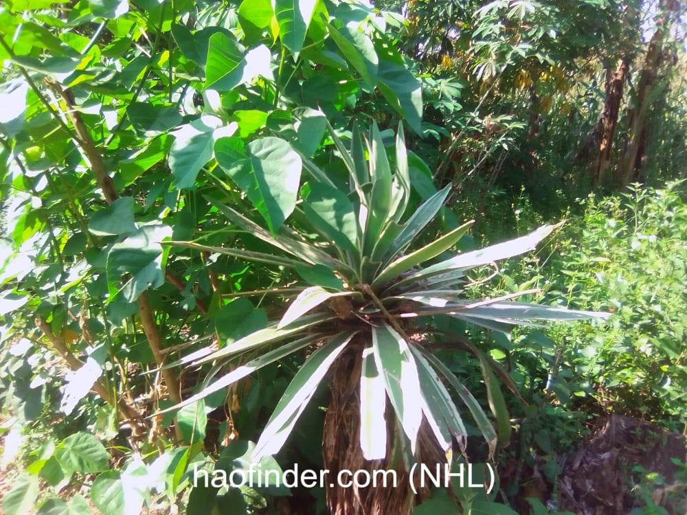 Land for sale in Bungoma Muyayi