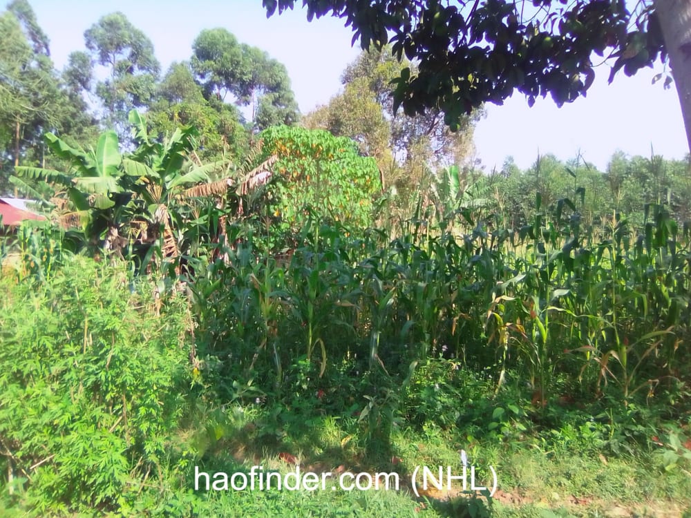 Land for sale in Bungoma Muyayi