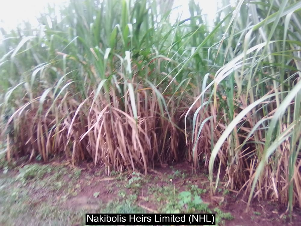 Land for sale in Webuye west