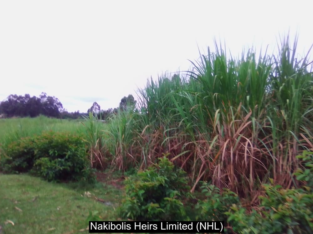 Land for sale in Webuye west