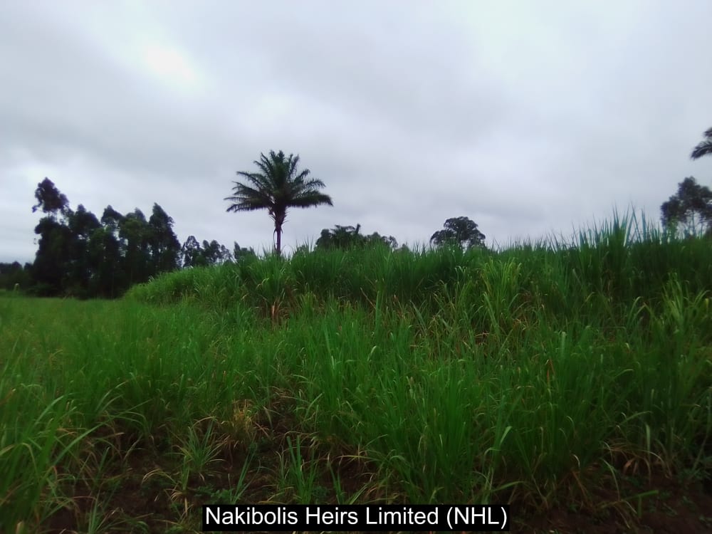Land for sale in Webuye west