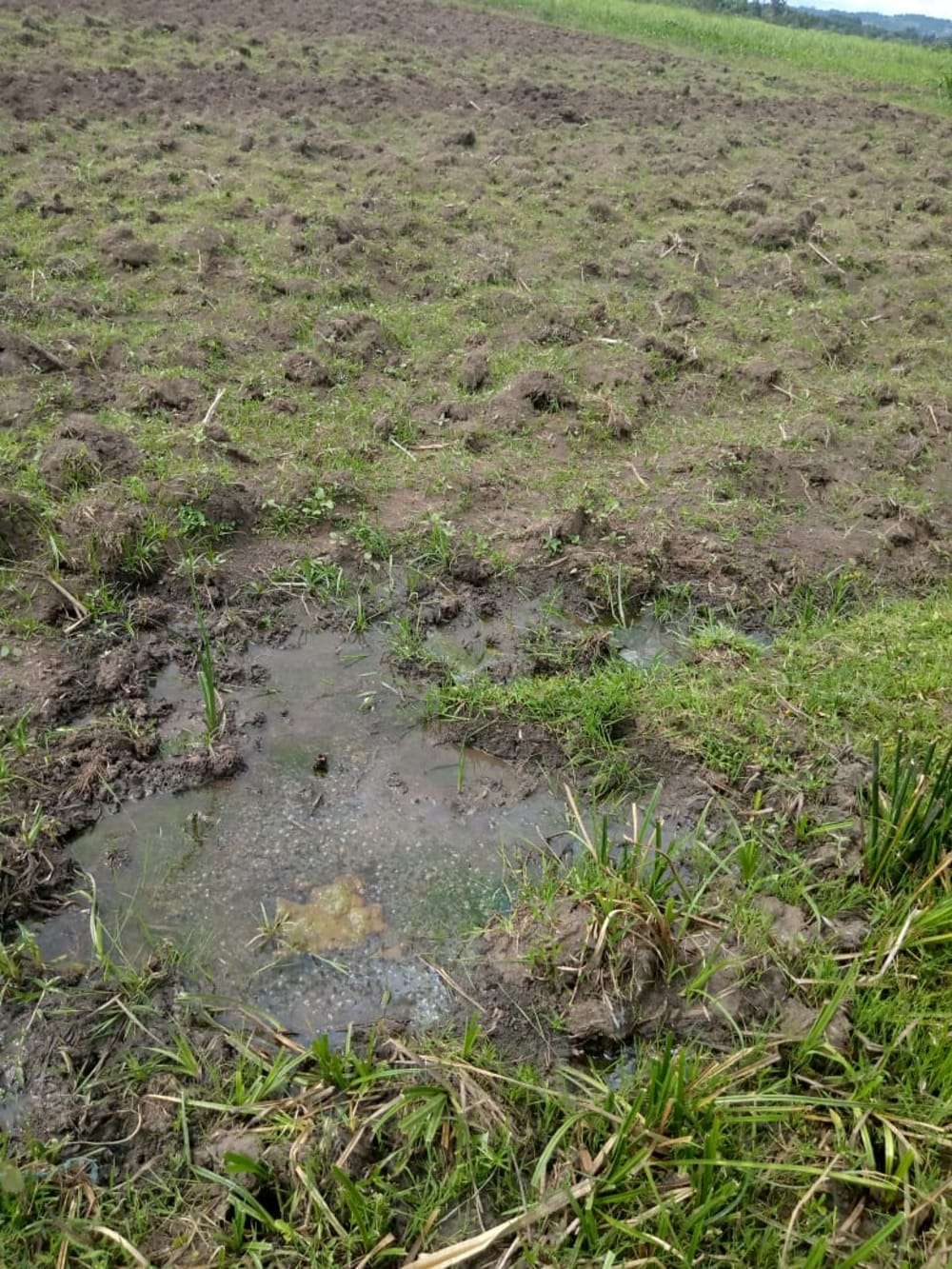 Land for rent in Muji, Webuye East