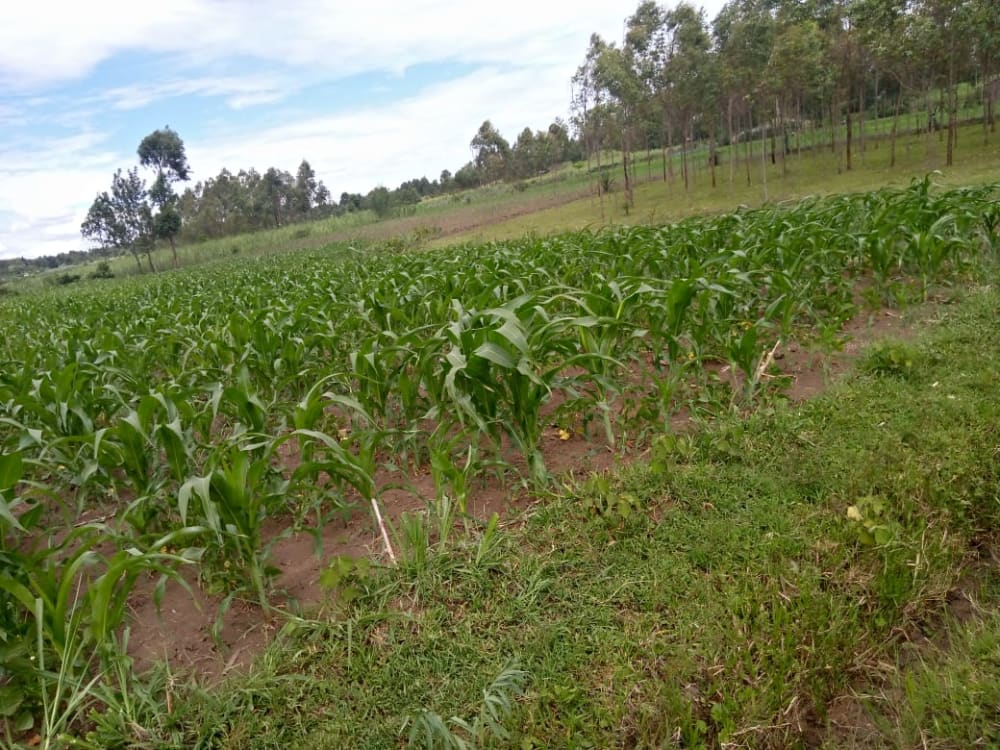 Land for rent in Muji, Webuye East