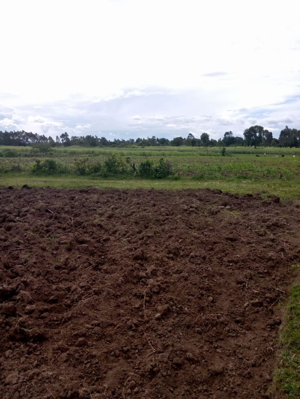 Land for rent in Muji, Webuye East