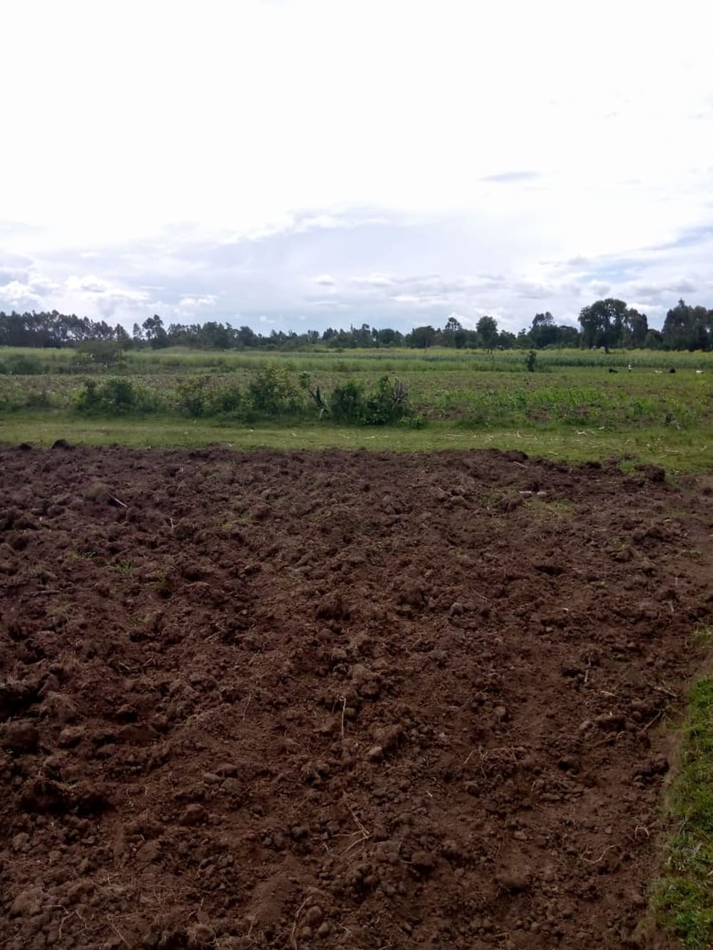 Land for rent in Muji, Webuye East