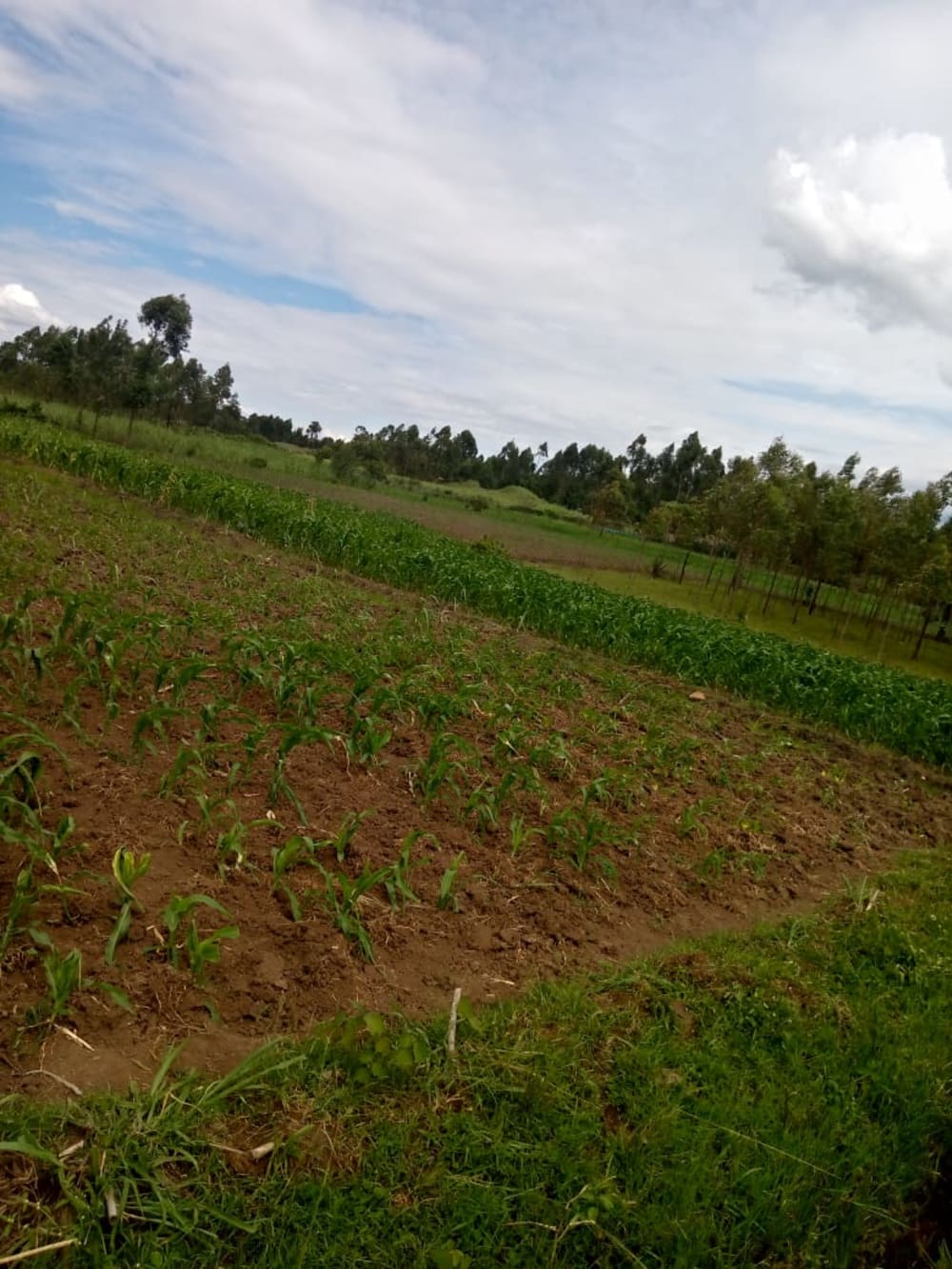 Land for rent in Muji, Webuye East