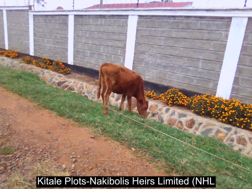 Land for sale in Saboti