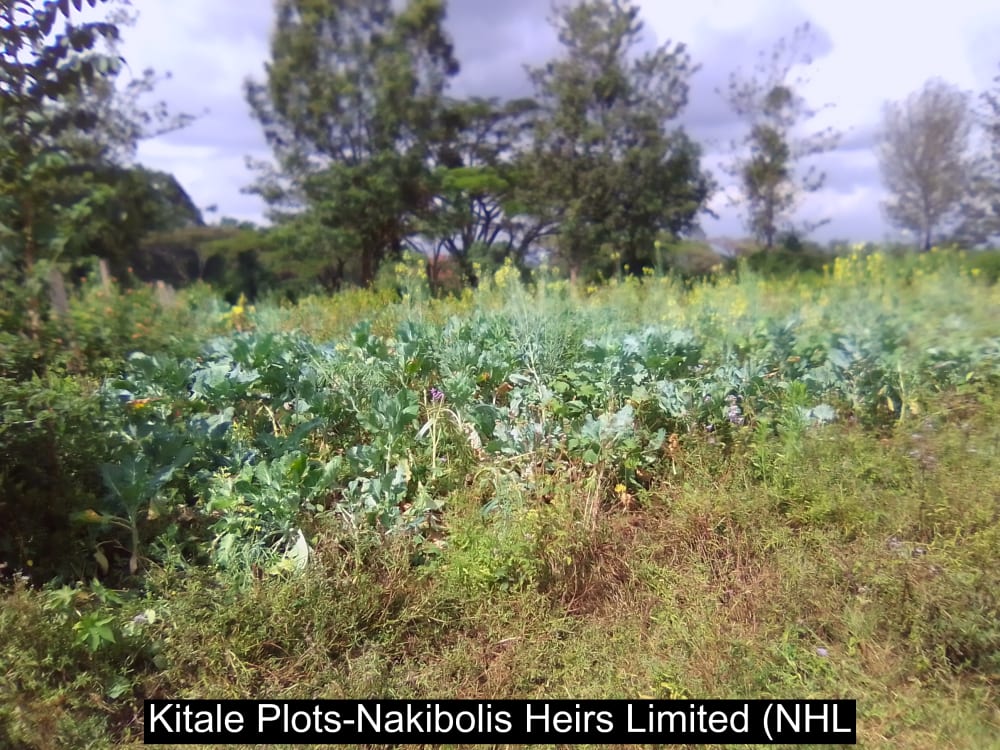 Land for sale in Kwanza