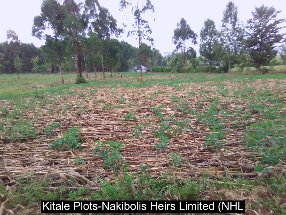 Land for sale in Kwanza