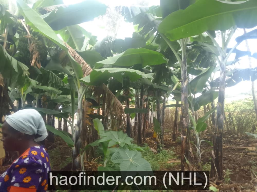 4 bedroom Land for sale in Mabanga - Kitale primary School