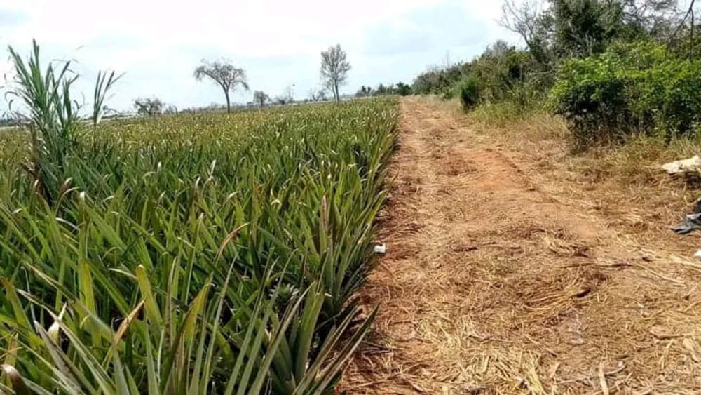 Land for sale in Kalista Resort