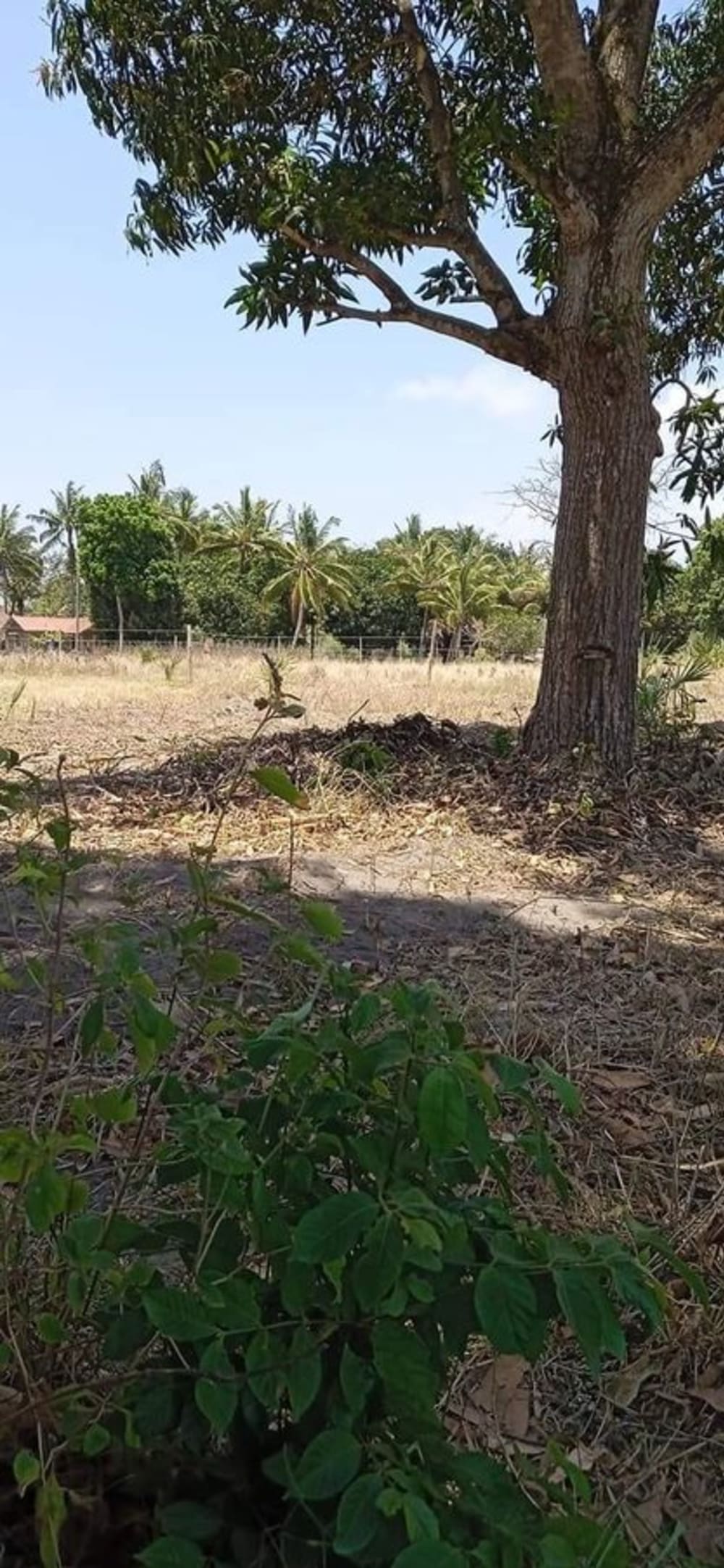 Land for sale in Kalista Resort