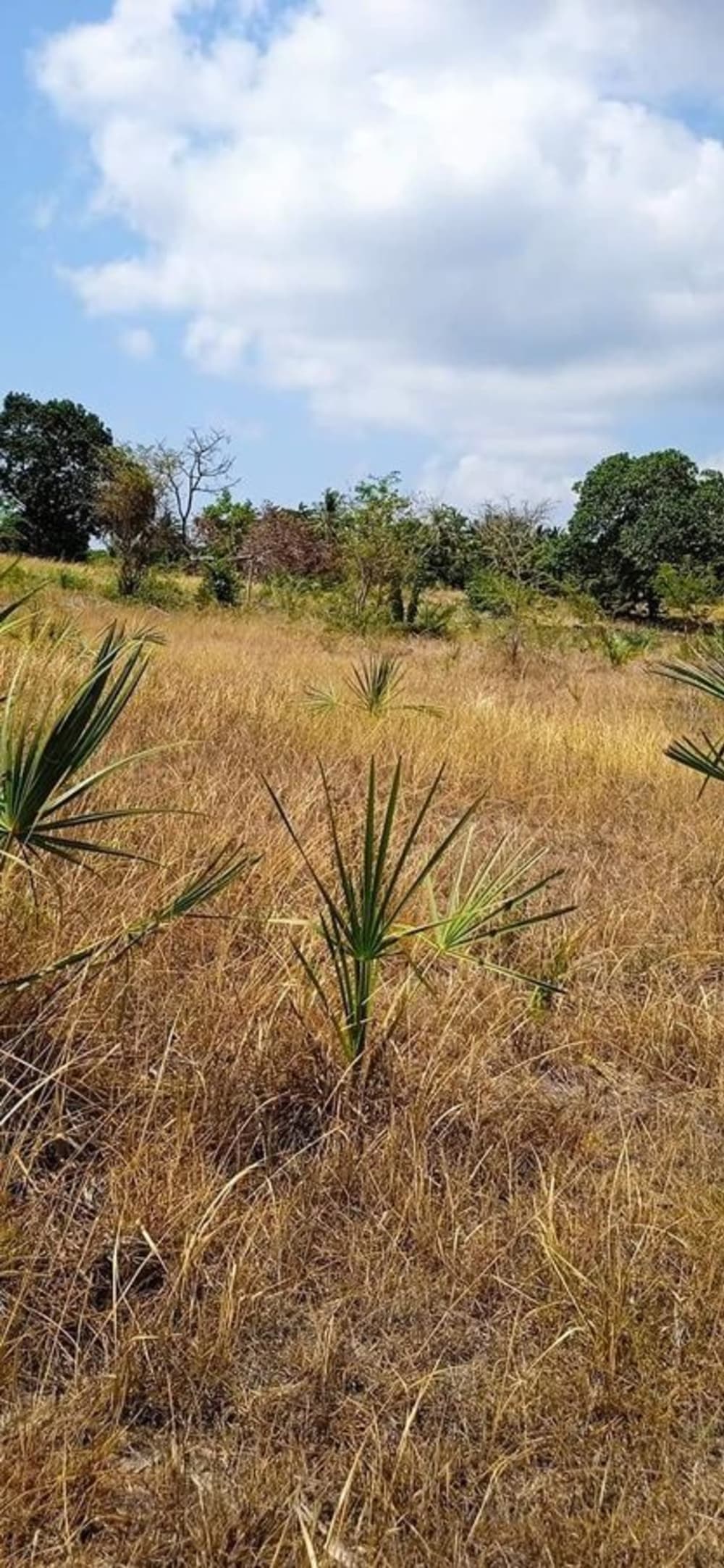 Land for sale in Kalista Resort