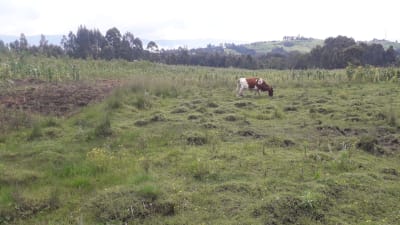 Land for sale in Miharati near Munyu Primary School