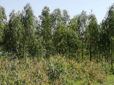 Land for sale in Awasi Kisumu