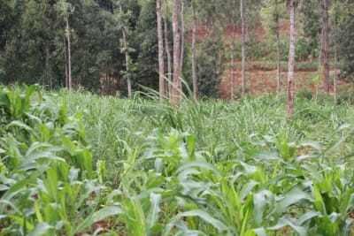 Land for sale in Githunguri - Kiambu County