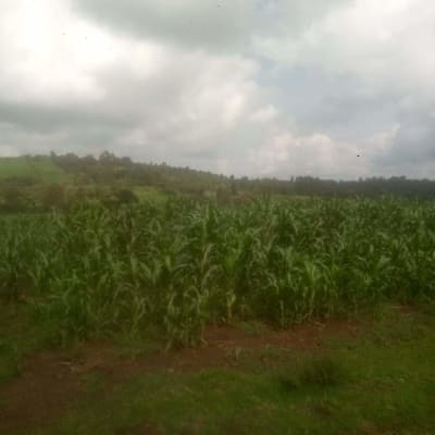 Land for sale in Lorien farm, Uasin Gishu 