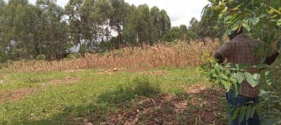 Land for sale in Bungoma