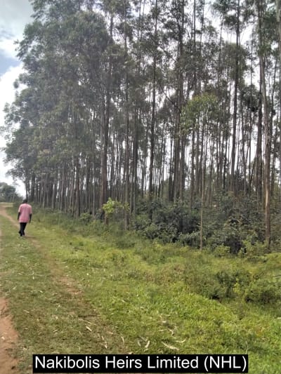 Commercial for sale in Malava Kabras